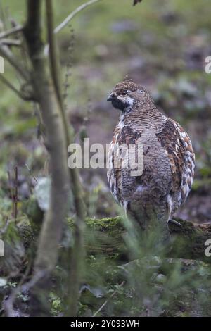 Hazel Grouse, Tetrastes bonasia, Synonym: Bonasa bonasia Stockfoto