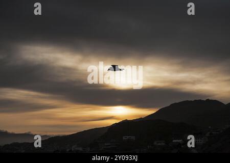 Möwen fliegen in den Himmel mit Bergen im Hintergrund bei Sonnenuntergang Stockfoto