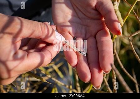 Die aufgerissenen Hände der Landwirtin, die an einem sonnigen Tag Rapskörner auf dem Feld hält Stockfoto