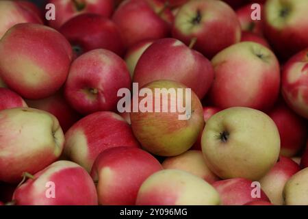 Frische Äpfel zum Verkauf auf einem Bauernmarkt in New York, New York, Samstag, 31. August 2024. (Foto: Gordon Donovan) Stockfoto