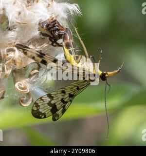 Spinne sitzt auf einer Blume und isst eine gewöhnliche Skorpionfliege Stockfoto