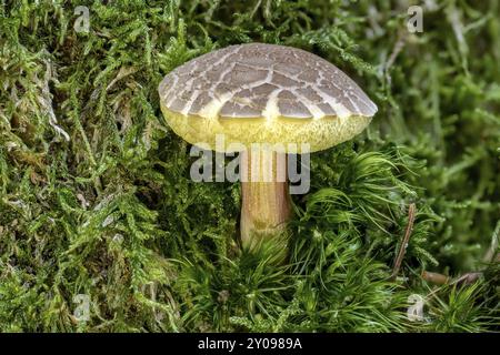 Nahaufnahme eines Rotknackpilzes Xerocomellus chrysenteron zwischen Kiefernnadeln und Moos Stockfoto