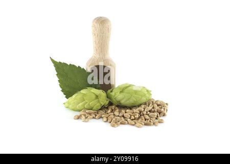 Fresh green hops cones and wooden scoop filled with grains isolated on white background, beer brewing ingredients Stock Photo