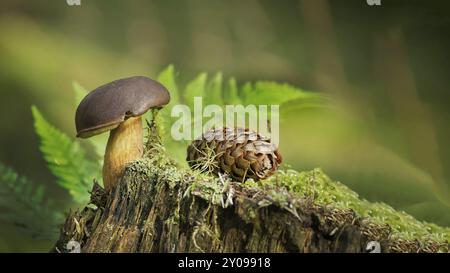 Imleria badia (Boletus badius) oder Bay Bolete Pilze, die auf einem grünen moosbedeckten Stumpf in der Nähe eines Fichtenkegels in einem niedrigen Blickwinkel wachsen, breiter Bannergröße wit Stockfoto