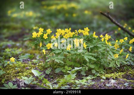 Ansammlung von gelben Sumpfblumen, die in einer Waldlandschaft wachsen. Diese Blüten werden allgemein als Caltha palustris, Kuhrutsche, Königstasse oder Sumpfbecher bezeichnet Stockfoto