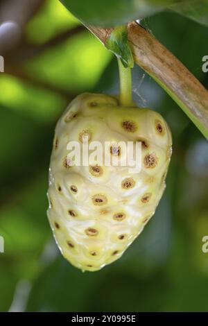 Noni-Frucht (Morinda citrifolia), Moorea, Französisch-Polynesien, Gesellschaftsinseln, Leeward-Inseln, Ozeanien Stockfoto