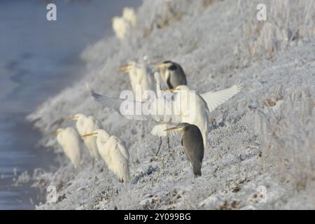 Großer Reiher und Graureiher im Winter auf einem Fluss. Großer Reiher und Graureiher im Winter Stockfoto