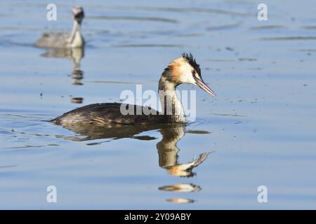 Große Haubenschnuppe, große Haubenschnuppe, Podiceps cristatus, Grebe, Europa, Europa, Deutschland, Deutschland, Europa Stockfoto