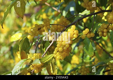 Essbare Weide, Elaeagnus multiflora mit vielen Beeren, Kirsche elaeagnus, elaeagnus multiflora mit vielen Beeren Stockfoto