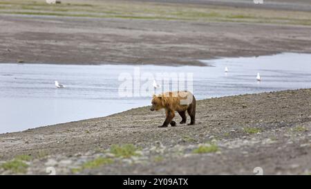 Grizzlybär am Ufer des Douglas River im Katmai Nationalpark Stockfoto