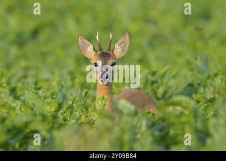 Rehbock auf Zuckerrübenfeld, Rehbock auf Zuckerrübenfeld, Capreolus capreolus, Deutschland, Europa Stockfoto