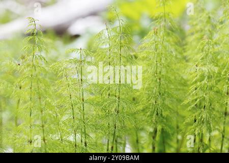 Holz-Schachtelhalm (Equisetum Sylvaticum) Stockfoto