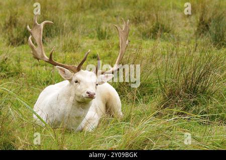 Damhirsch, Cervus dama, Cervus, Dama, Damhirsch auf einer Wiese Stockfoto