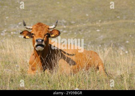 Limousin-Kuh mit Goldroter Fellfarbe auf einer Weide, Reinrassige Limousin-Rasse Stockfoto