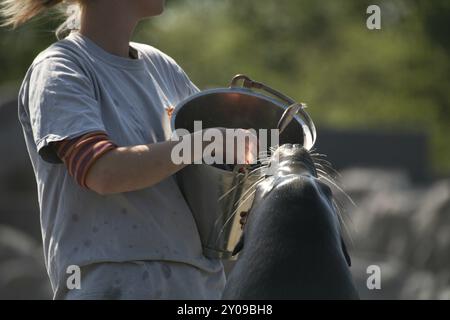 Zalophus californianus Fütterung im Zoo (Zoom Erlebnsiwelt Gelsenkirchen) Stockfoto