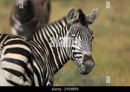 Zebra-Portrait Stockfoto