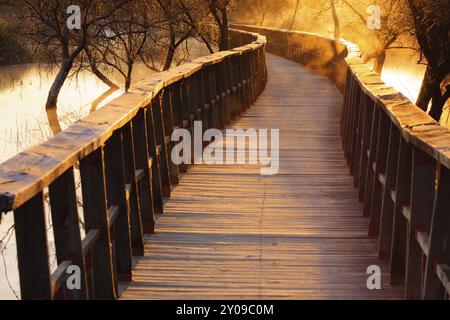 Pasarelas al amanecer, parque nacional Tablas de Daimiel, Ciudad Real, Castilla-La Mancha, espana, Europa Stockfoto