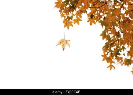 Gelbe Blätter fallen im Herbst im Park Stockfoto