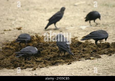 Jackdaws auf einem Misthaufen Stockfoto