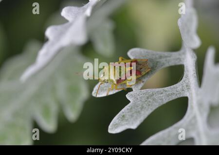 Bunte Blattwanze (Elasmostethus interstinctus) auf einem Blatt. Ein Birkenschildkäfer (Elasmostethus interstinctus) auf einem Blatt Stockfoto