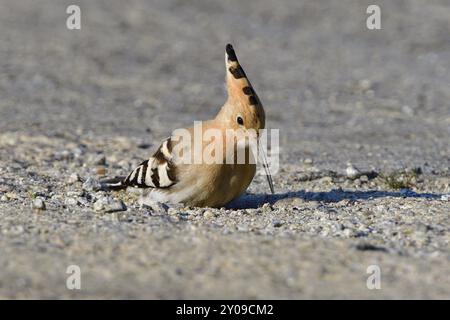 Eurasischer Wiedehopf auf der Suche nach Essen auf einem Parkplatz. Eurasischer Wiedehopf sucht im Herbst nach Essen Stockfoto