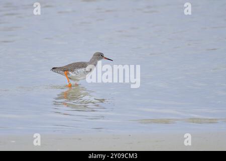 Gemeiner Rotschenkel auf der Suche nach Essen in der ostsee. Gemeiner Rotschenkel, der in der Ostsee nach Essen sucht Stockfoto