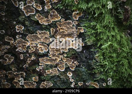 Flechten und Moos auf einem Baumstamm Stockfoto