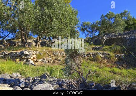 Hvar Landscape Lavendel, Hvar Landscape Lavendel 02 Stockfoto