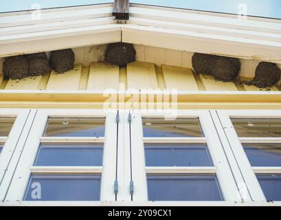 Delichon Urbica Vögel nisten unter der Traufe über blauen Fenstern unter blauem Himmel im Sommer Stockfoto