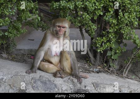 Foto eines Affen im buddhistischen Tempel Swayambunath in Kathmandu, Nepal, Asien Stockfoto