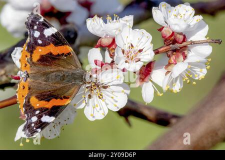 Großer Schmetterling sitzt auf einer weißen Blume vor einem verschwommenen grünen Hintergrund Stockfoto