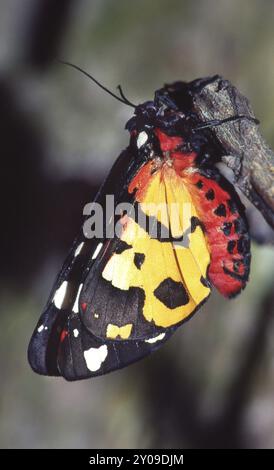 Creme-Fleck-Tiger, Arctia villica, Creme-Fleck-Tiger Stockfoto