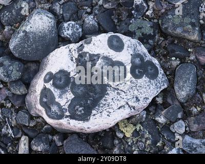 Steine, die alte, gezeitenförmige Uferlinie bilden, mit Flechten bedeckt, Varanger Nationalpark, Varanger Fjord, Mai, Norwegen, Europa Stockfoto