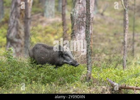 Weibliche Wildschweine, die im Wald zwischen grünen Heidelbeerbüschen fressen Stockfoto