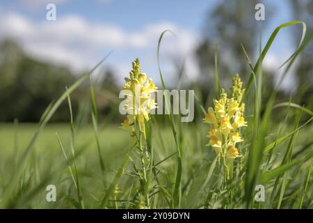 Gelbe, weiße Dactylorhiza insularis blüht zwischen grünem Gras vor einem verschwommenen blauen Himmel Stockfoto