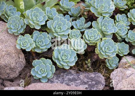 Echeveria elegant Pflanzen in einem botanischen Garten, Nahaufnahme Stockfoto