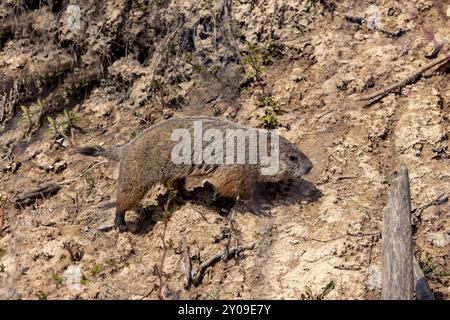 Der Murmeltier (Marmota monax), auch bekannt als Waldschwein Stockfoto