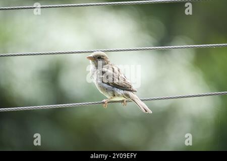 Brauner Spatzen sitzt auf einem Drahtseil. Kleiner singvogel mit wunderschönem Gefieder. Der Spatzen ist ein gefährdeter Vogel. Aufgenommen in Deutschland Stockfoto