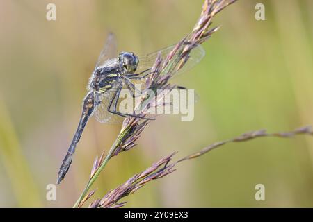 Schwarzdarter (Sympetrum danae), männlich sitzend auf einem Grasblatt, Wildtiere, Libellen, Insekten, Naturschutzgebiet Aschendorfer Obermoor, Wildes Moor, E Stockfoto