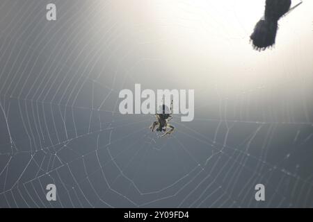 Spinnennetz mit Spinne Stockfoto