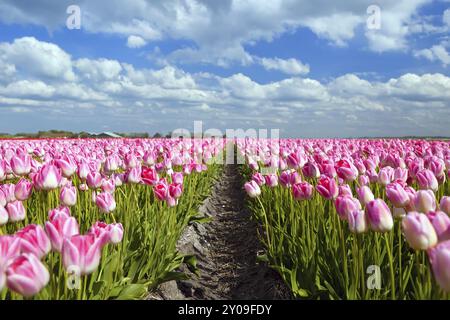 Feld mit vielen rosa Tulpen im Frühling, Alkmaar, Nordholland Stockfoto