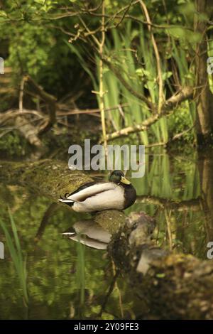 Mallard drake auf einem Teich Stockfoto