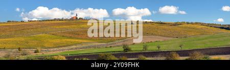 Weinberg, Herbst im Weinberg, gelbe Weinpflanzen, Dorf Vrbice, Südmähren, Tschechische Republik Stockfoto