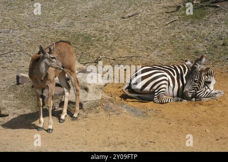 Grant Zebra und Eland Stockfoto