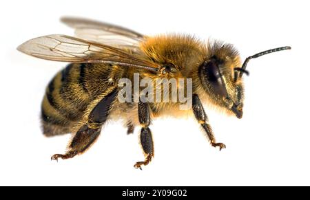 Detail der Biene oder Honigbiene in Latein APIs Mellifera, europäische oder westliche Honigbiene isoliert auf dem weißen Hintergrund Stockfoto