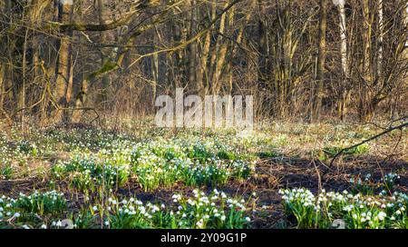 Frühlingswiese mit weiß blühenden Frühlingsschneeflocken-Blüten in lateinischer Leucojum vernum Stockfoto