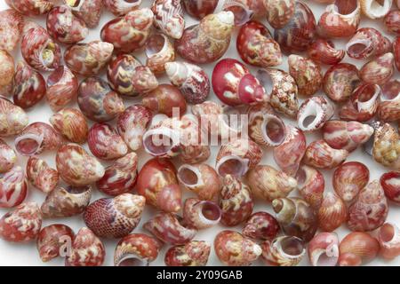 Kleine Seeschnecken auf weißem Hintergrund Stockfoto