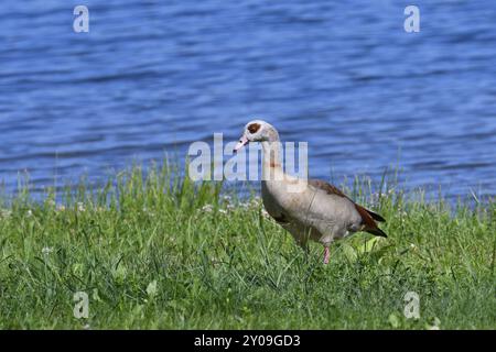 Eine Familie ägyptischer Gans am Morgen. Die Nilgansfamilie am Berzdorfer See in der Oberlausitz Stockfoto