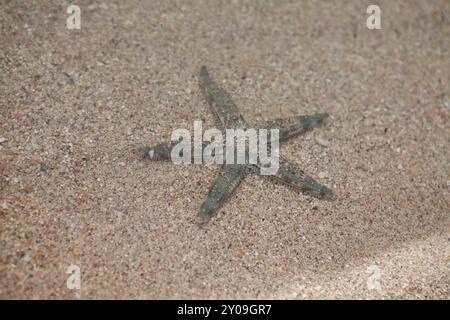 Seesterne im flachen Wasser Sandstrand Hintergrund, Fidschi Stockfoto