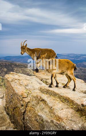 Wildziegen, Circo de Gredos, Ávila, Spanien Stockfoto